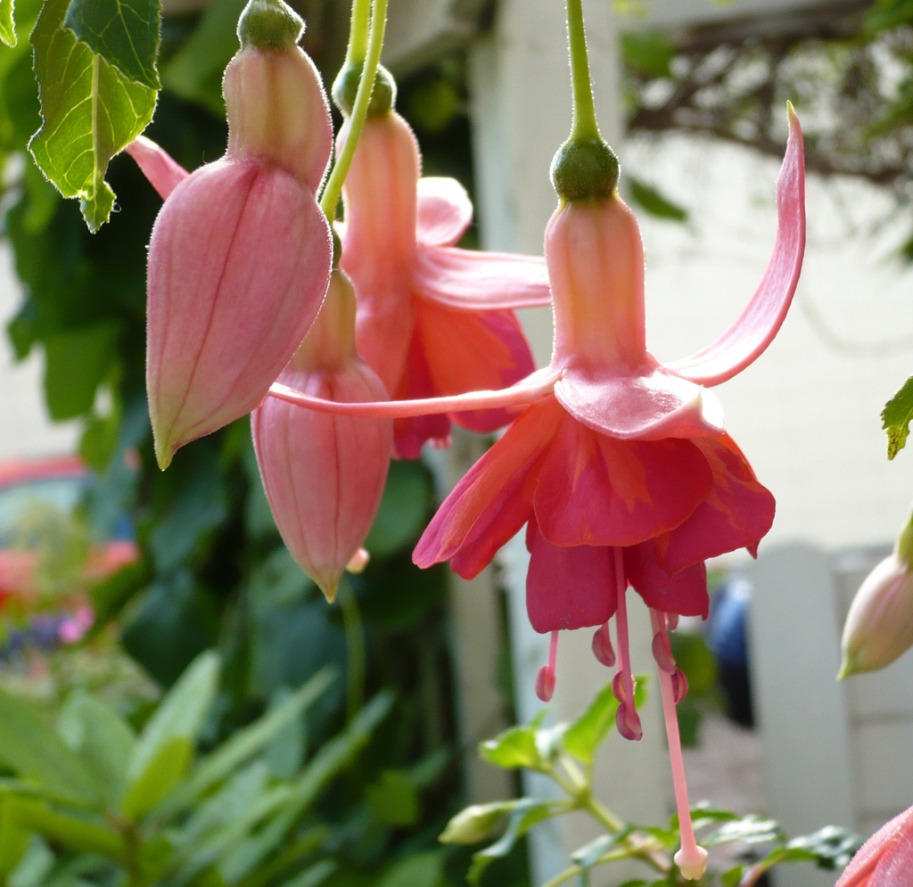 Dancing Flame | Deutsche Fuchsiengesellschaft e.V.